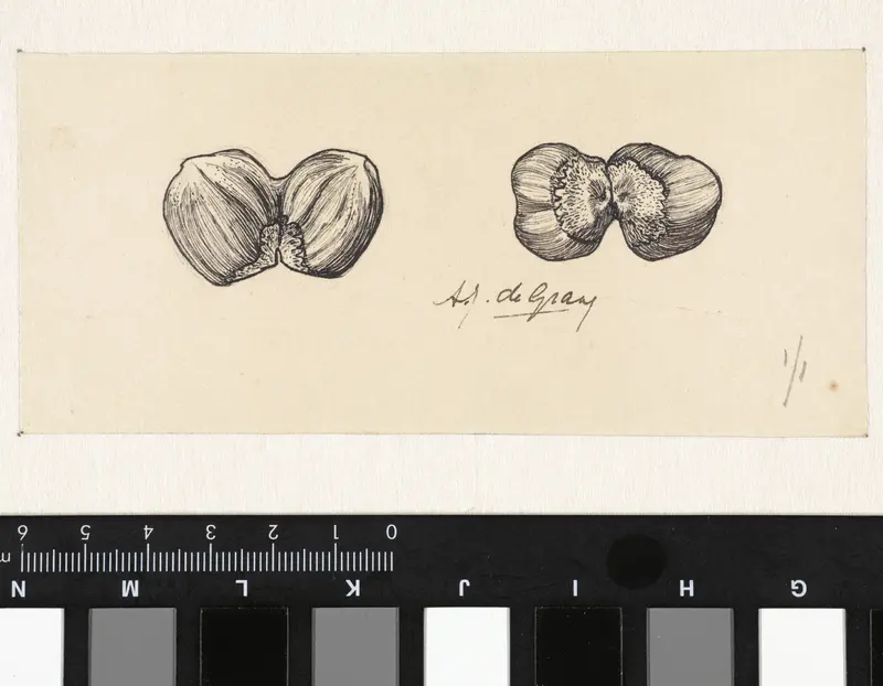 Twee studies van twee vergroeide hazelnoten Wall Art by Julie de Graag - High-Resolution Digital Print
