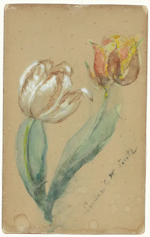 Twee tulpen Wall Art by Louise Lintz - High-Resolution Digital Print