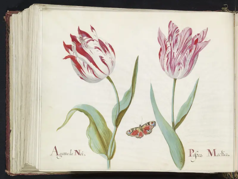 Twee tulpen met dagpauwooog Wall Art by Jacob Marrel - High-Resolution Digital Print