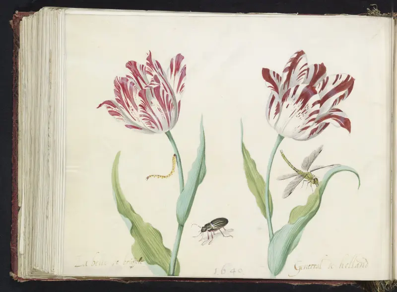 Twee tulpen met kever, rups en libelle Wall Art by Jacob Marrel - High-Resolution Digital Print