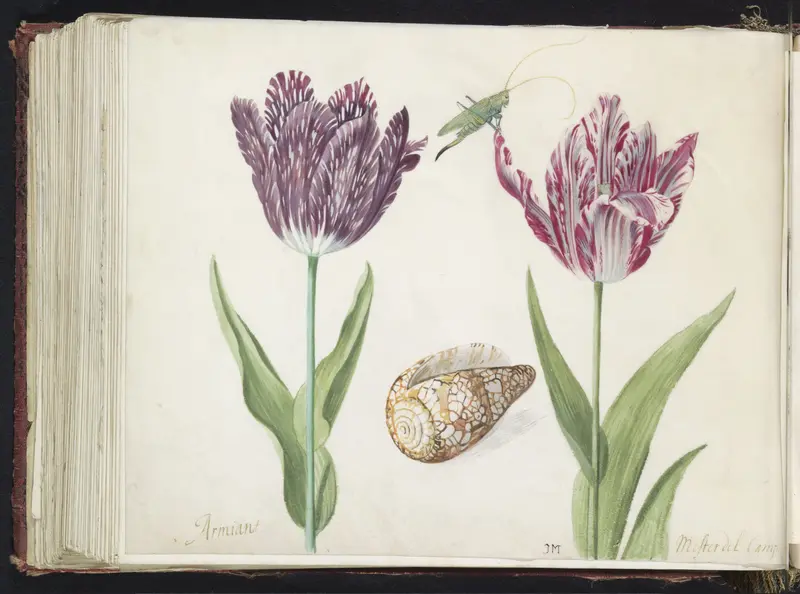 Twee tulpen met schelp en sprinkhaan Wall Art by Unknown - High-Resolution Digital Print
