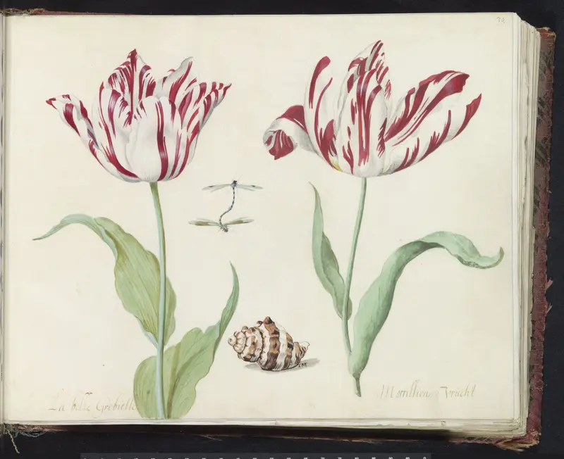 Twee tulpen met schelp en stel parende waterjuffers Wall Art by Jacob Marrel - High-Resolution Digital Print