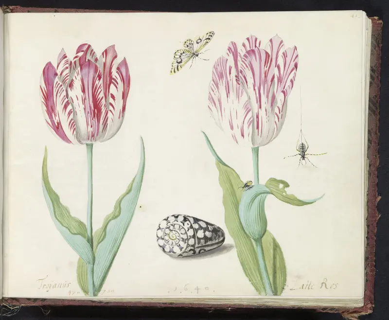 Twee tulpen met schelp, vlinder, spin en lieveheersbeestje Wall Art by Jacob Marrel - High-Resolution Digital Print