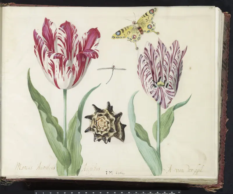 Twee tulpen met schelp, waterjuffer en vlinder Wall Art by Jacob Marrel - High-Resolution Digital Print