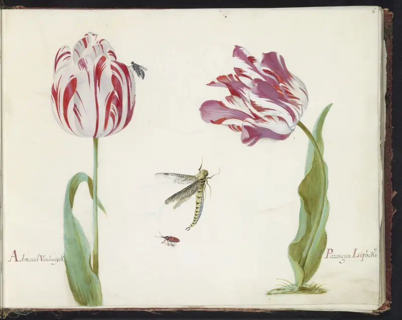 Twee tulpen met vlieg, libelle en kever Wall Art by Jacob Marrel - High-Resolution Digital Print