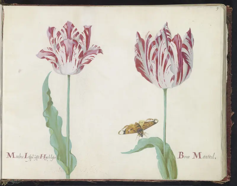 Twee tulpen met vlinder Wall Art by Jacob Marrel - High-Resolution Digital Print