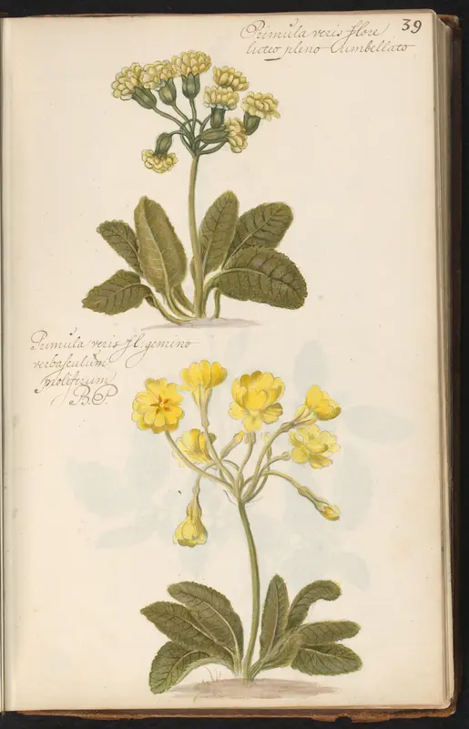 Twee varianten van de gulden sleutelbloem (Primula veris) Wall Art by anonymous - High-Resolution Digital Print