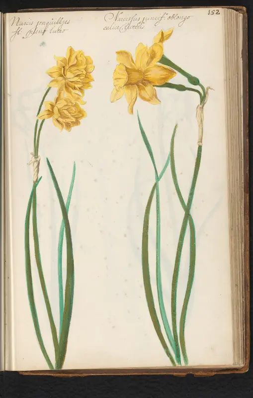 Twee varianten van jonquille-achtige narcissen Wall Art by anonymous - High-Resolution Digital Print