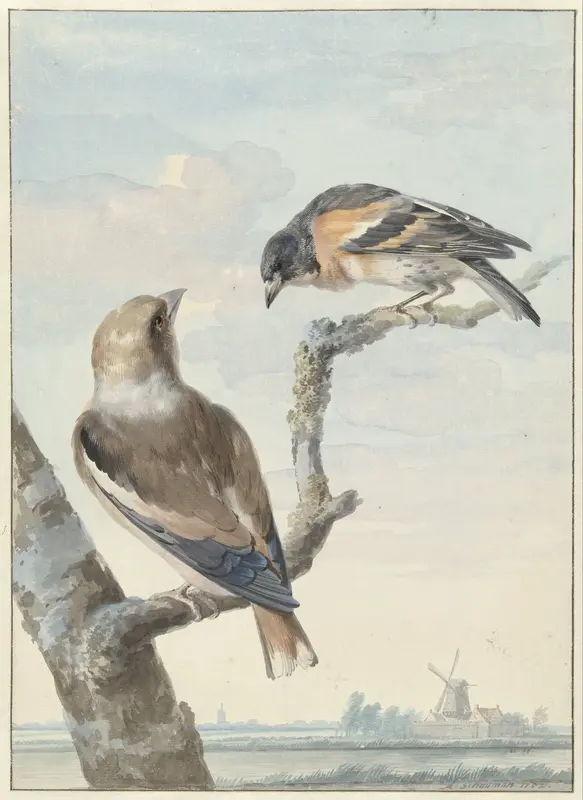 Twee vogels: een appelvink (Coccothraustes coccothraustes) en een keep (Fringilla montifringilla) Wall Art by Unknown - High-Resolution Digital Print