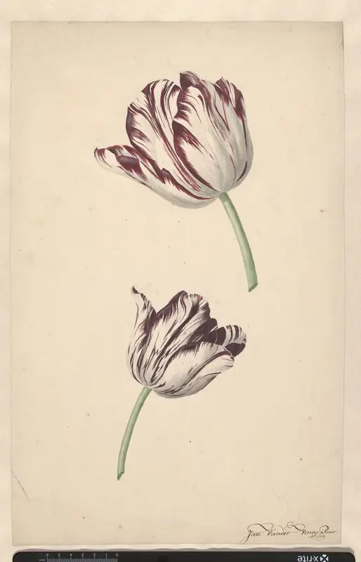Twee wit-rode tulpen Wall Art by Unknown - High-Resolution Digital Print