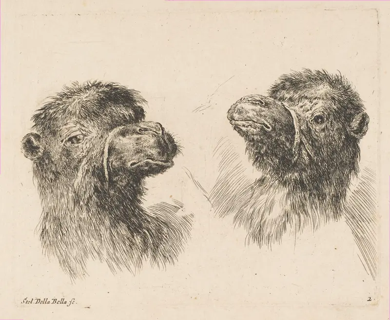 Two Camel Heads Wall Art by Stefano della Bella - High-Resolution Digital Print