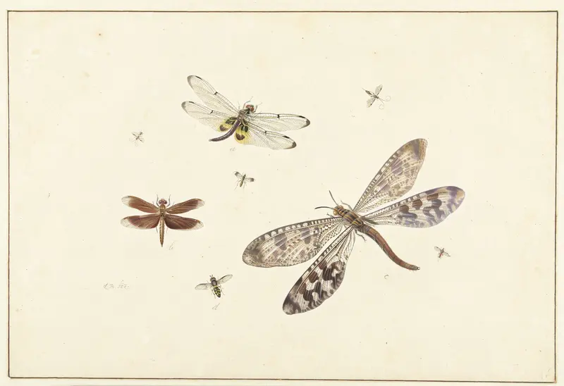 Two dragonflies, an antlion and five smaller insects Wall Art by Johannes Bronkhorst - High-Resolution Digital Print