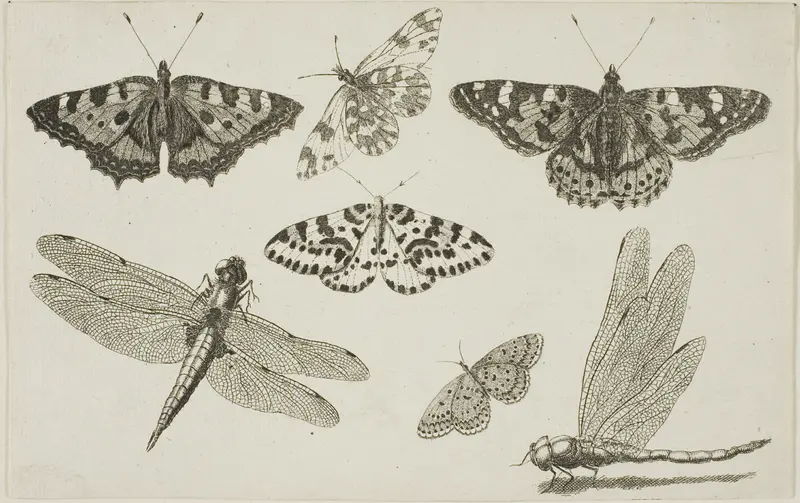 Two Dragonflies and Five Butterflies, from Diversae Insectorum...Figurae