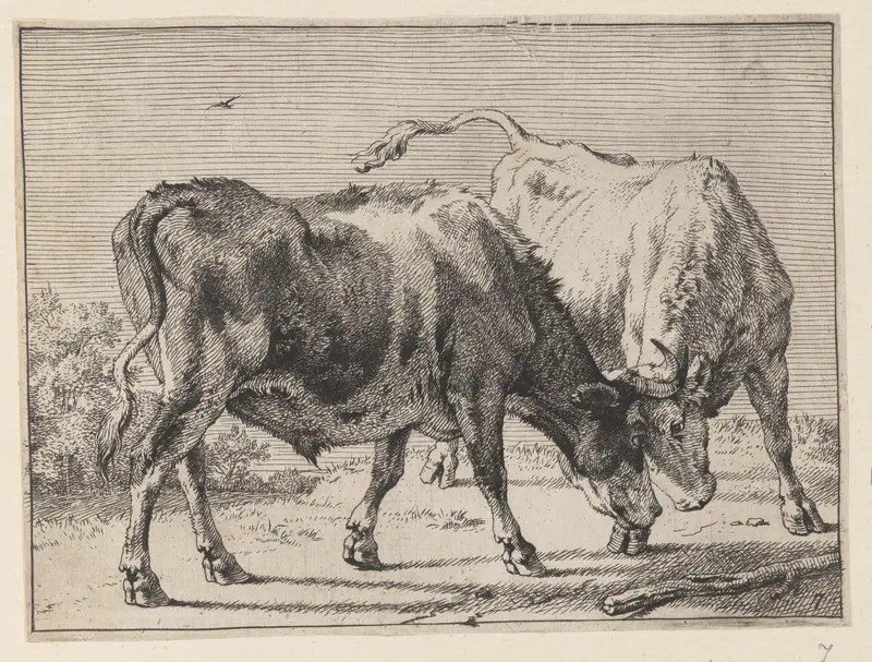 Two Oxen Fighting, from Various Oxen and Cows Wall Art by Paulus Potter - High-Resolution Digital Print