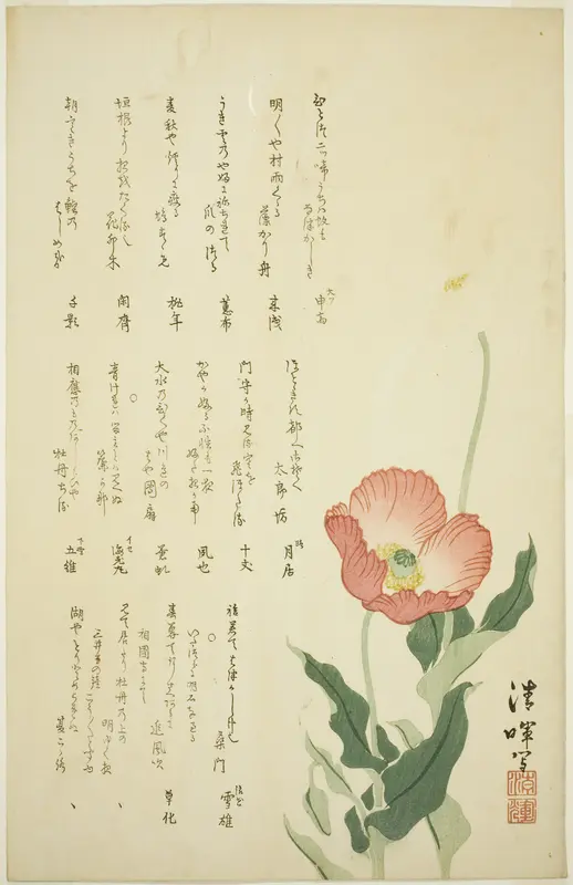 Two Poppies