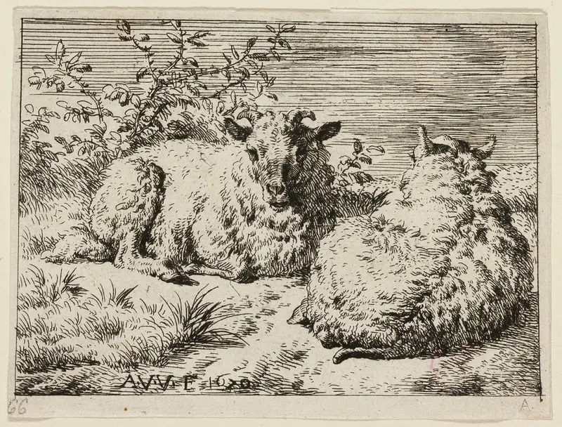Two Sheep
