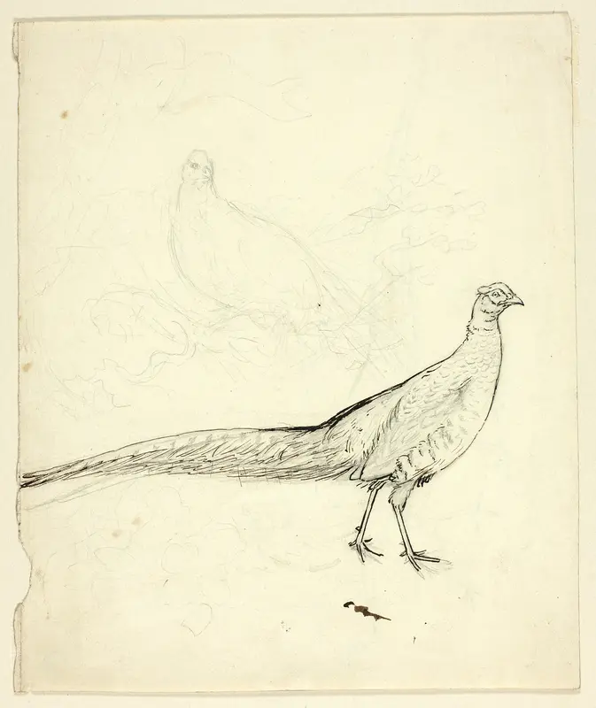 Two Sketches of Pheasant (recto); Sketch of Pheasants and Female Nude (verso) Wall Art by Henry Stacy Marks - High-Resolution Digital Print