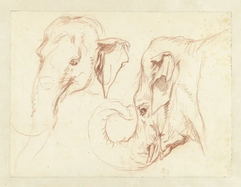 Two Sketches of the Head of an Elephant Wall Art by Petrus Camper - High-Resolution Digital Print
