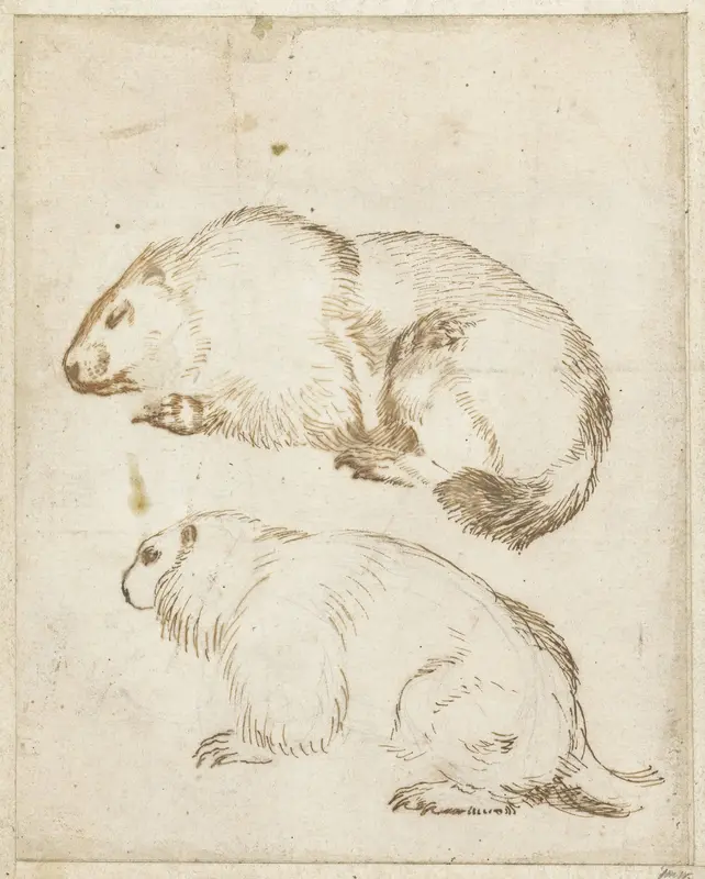 Two Studies of a Marmot Wall Art by Unknown - High-Resolution Digital Print