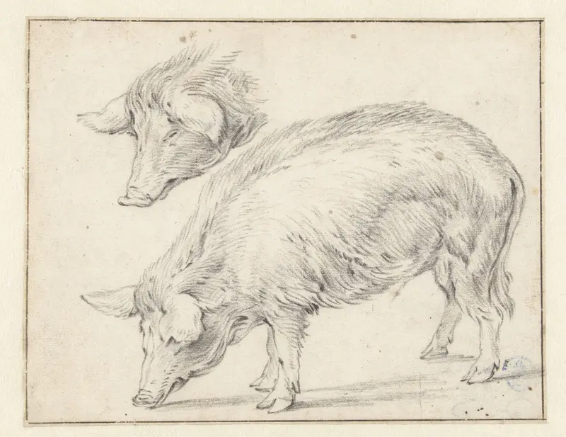 Two Studies of a Pig Wall Art by Unknown - High-Resolution Digital Print