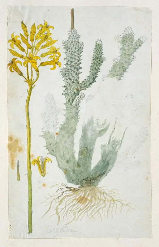 Tylecodon cacalioides (L.f.) Toelkenken Wall Art by Robert Jacob Gordon - High-Resolution Digital Print