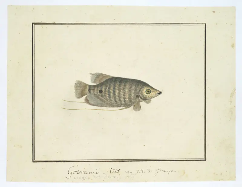 Unidentified tropical fish Wall Art by Unknown - High-Resolution Digital Print