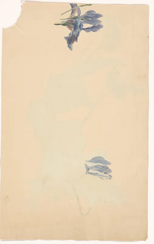 Unknown flower Wall Art by anonymous - High-Resolution Digital Print