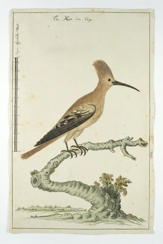Upupa africana (Hop) Wall Art by Robert Jacob Gordon - High-Resolution Digital Print