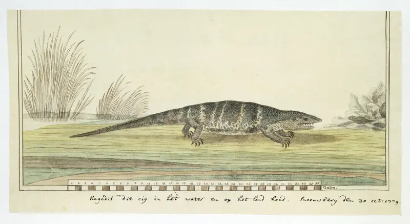 Varanus albigularis (Rock monitor) Wall Art by Unknown - High-Resolution Digital Print