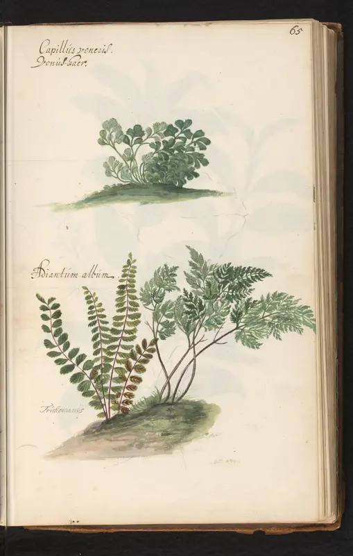 Venushaar (Adiantum capillus-veneris) en Trichomanes Wall Art by anonymous - High-Resolution Digital Print