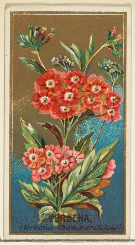 Verbena (Verbena chamaedrifolia), from the Flowers series for Old Judge Cigarettes Wall Art by Goodwin & Company - High-Resolution Digital Print