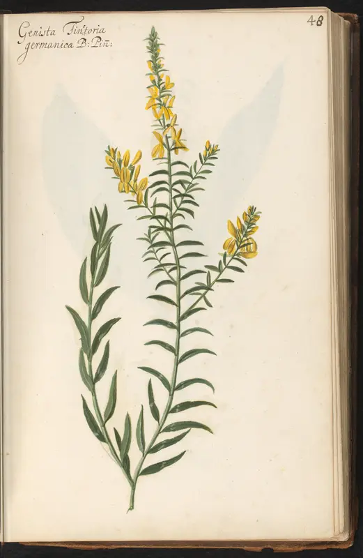Verfbrem (Genista tinctoria) Wall Art by anonymous - High-Resolution Digital Print