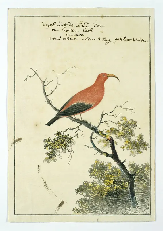 Vestiaria coccinea (Iiwi of kardinaalhoningeter) Wall Art by John Webber - High-Resolution Digital Print