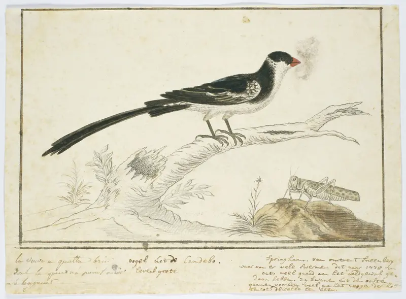 Vidua macroura (Pin-tailed whydah) and locust Wall Art by Robert Jacob Gordon - High-Resolution Digital Print