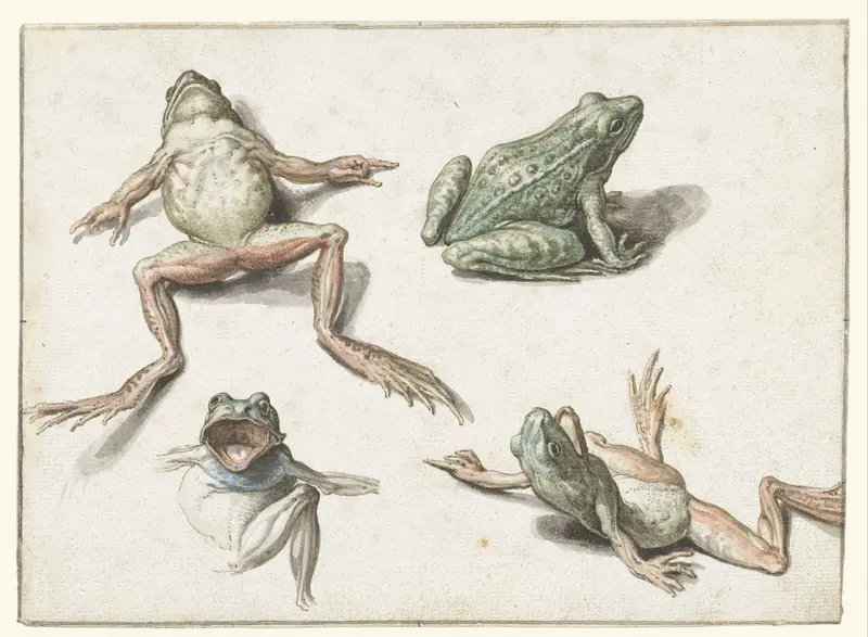 Vier studies van een kikker Wall Art by Jacques de Gheyn (II) - High-Resolution Digital Print