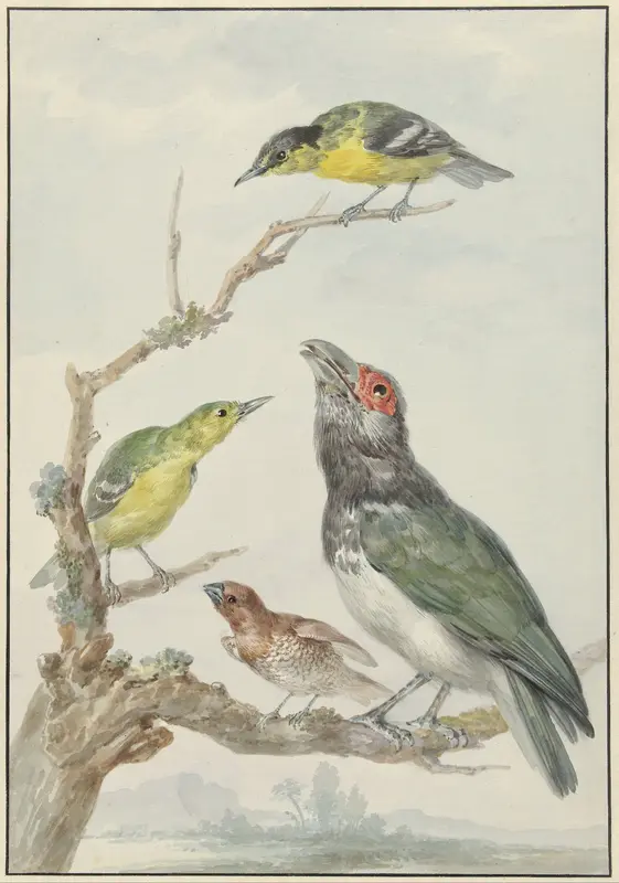 Vier verschillende vogels op een tak Wall Art by Aert Schouman - High-Resolution Digital Print