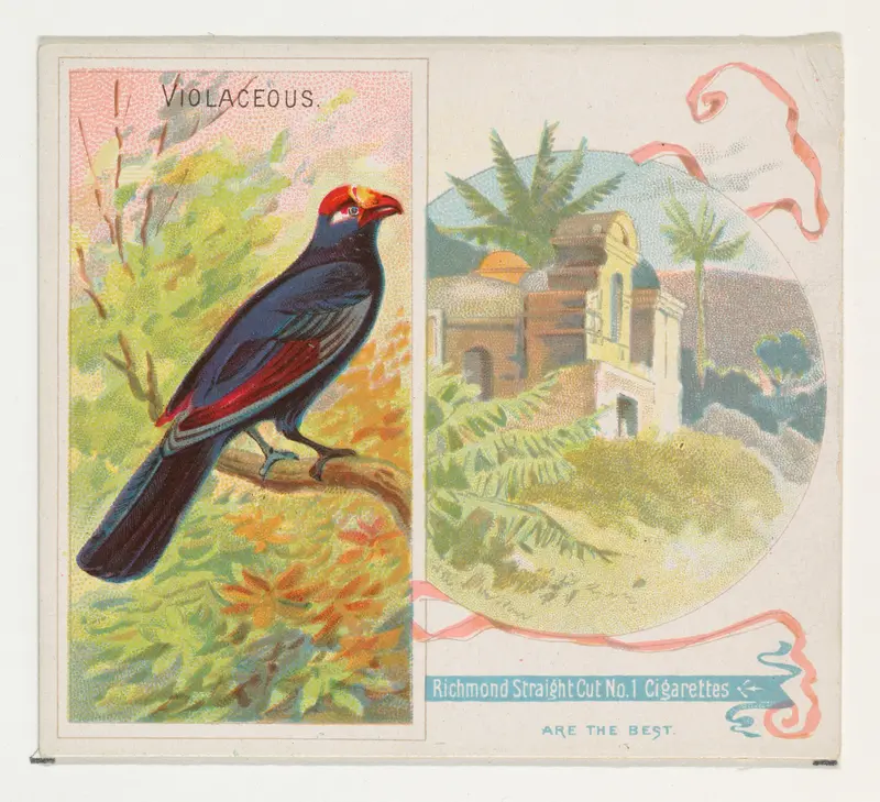Violaceous, from Birds of the Tropics series (N38) for Allen & Ginter Cigarettes Wall Art by Allen & Ginter - High-Resolution Digital Print