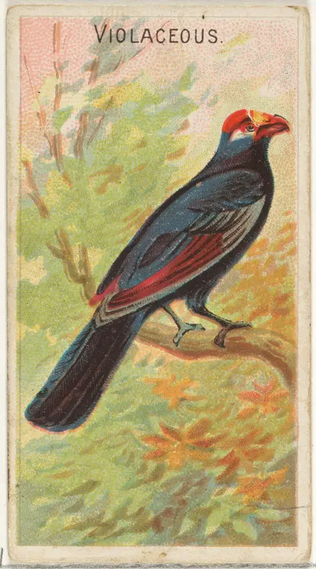 Violaceous, from the Birds of the Tropics series (N5) for Allen & Ginter Cigarettes Brands Wall Art by Allen & Ginter - High-Resolution Digital Print
