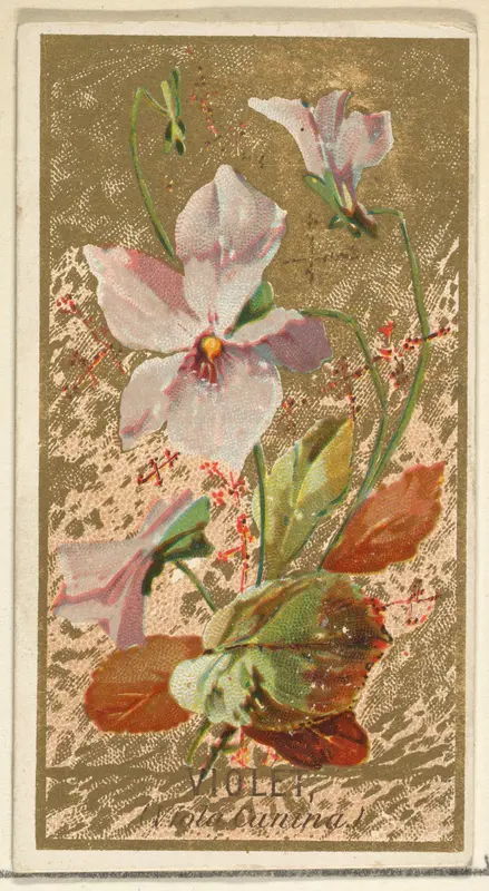 Violet (Viola Canina), from the Flowers series for Old Judge Cigarettes Wall Art by Goodwin & Company - High-Resolution Digital Print