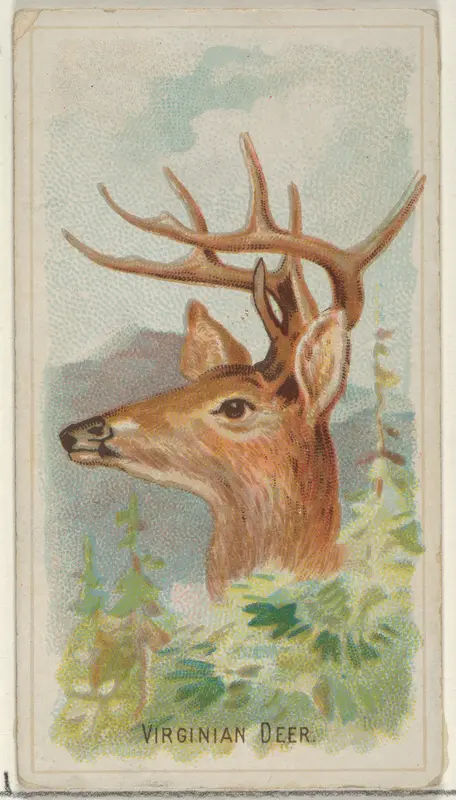 Virginian Deer, from the Wild Animals of the World series (N25) for Allen & Ginter Cigarettes Wall Art by Allen & Ginter - High-Resolution Digital Print