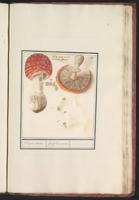 Vliegenzwam (Amanita muscaria) Wall Art by Anselmus Boëtius de Boodt - High-Resolution Digital Print
