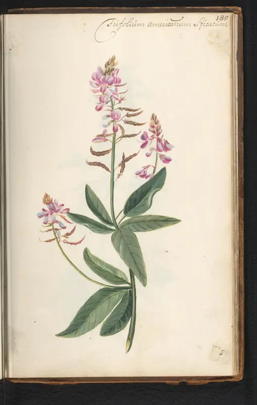 Vlinderbloem (Desmodium canadense) Wall Art by anonymous - High-Resolution Digital Print