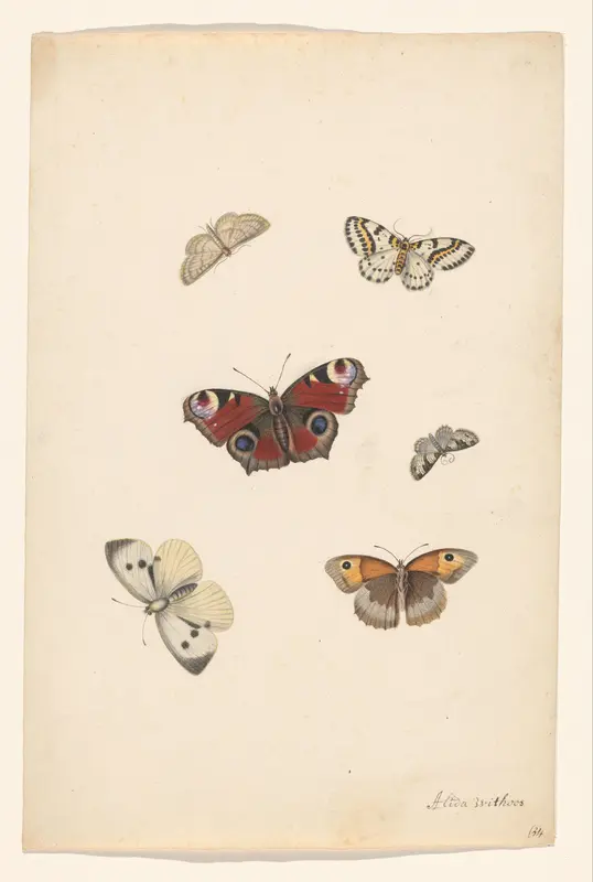 Vlinders Wall Art by Unknown - High-Resolution Digital Print