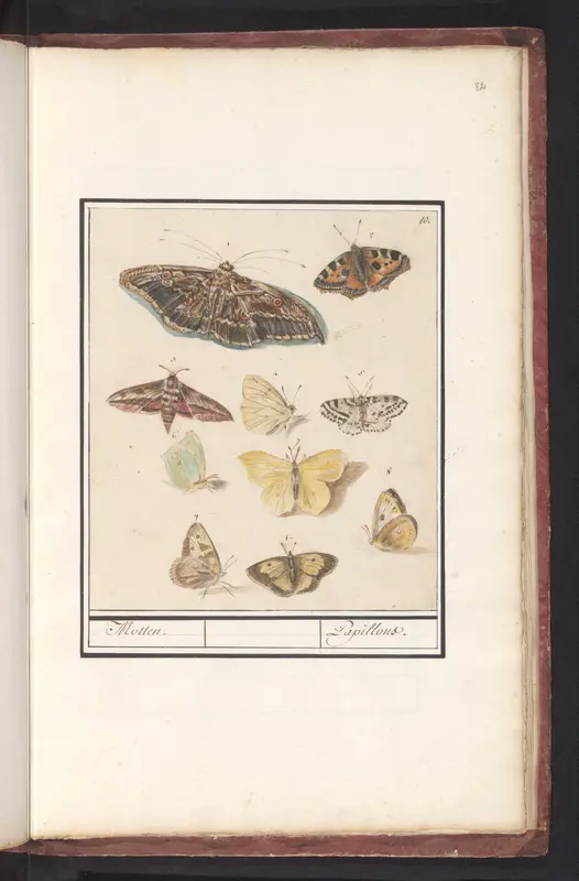 Vlinders en motten Wall Art by Anselmus Boëtius de Boodt - High-Resolution Digital Print