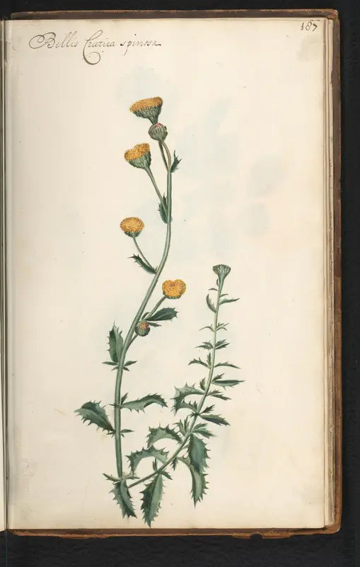 Vlooienkruid (Pulicaria) Wall Art by anonymous - High-Resolution Digital Print