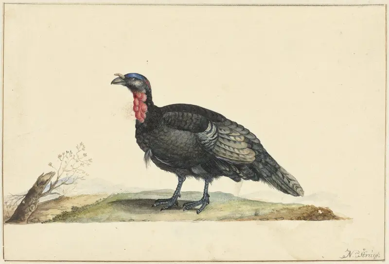 Vogel met zwarte veren en een rode krop, staande, naar links Wall Art by Nicolaas Struyk - High-Resolution Digital Print