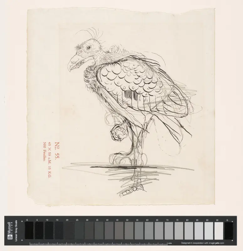 Vogel op één poot, mogelijk een gier Wall Art by Jan Mankes - High-Resolution Digital Print