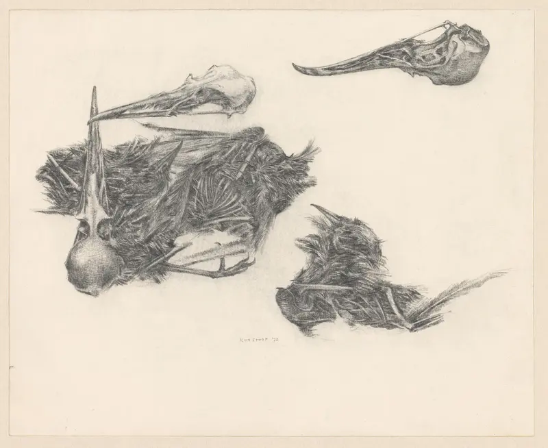 Vogelskeletten en -schedels Wall Art by Unknown - High-Resolution Digital Print