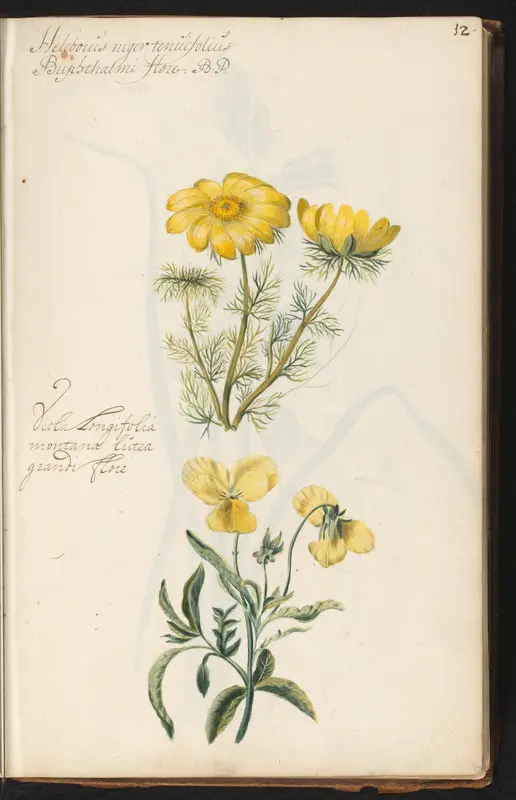 Voorjaarsadonis (Adonis vernalis) en viooltje (Viola lutea) Wall Art by anonymous - High-Resolution Digital Print