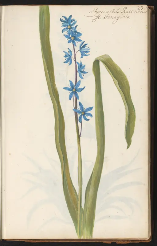 Vroege sterhyacint (Scilla bifolia) Wall Art by anonymous - High-Resolution Digital Print